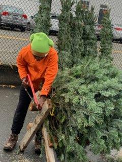 Christmas Trees in Steilacoom